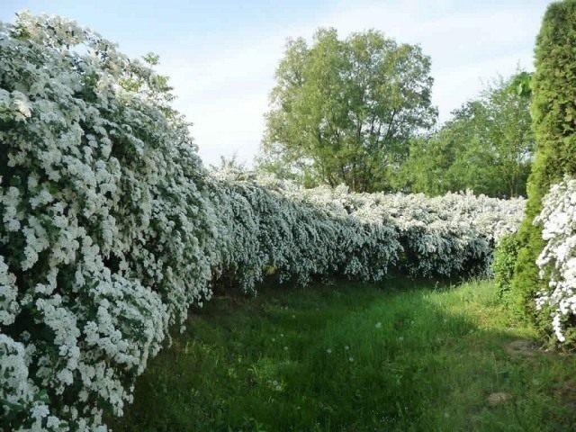 Живая изгородь из Спиреи Вангутта
