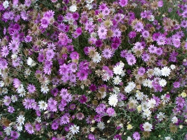 Сухоцвет однолетний, или Сухоцветник однолетний, или Бессмертник (лат. Xeranthemum annuum)