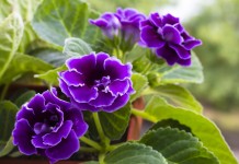 Синнингия красивая (Sinningia speciosa)