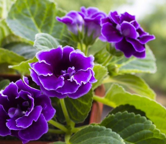 Синнингия красивая (Sinningia speciosa)