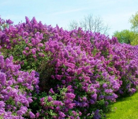 8 лучших растений для пейзажных изгородей - Цветник и ландшафт Живая изгородь из цветущей сирени