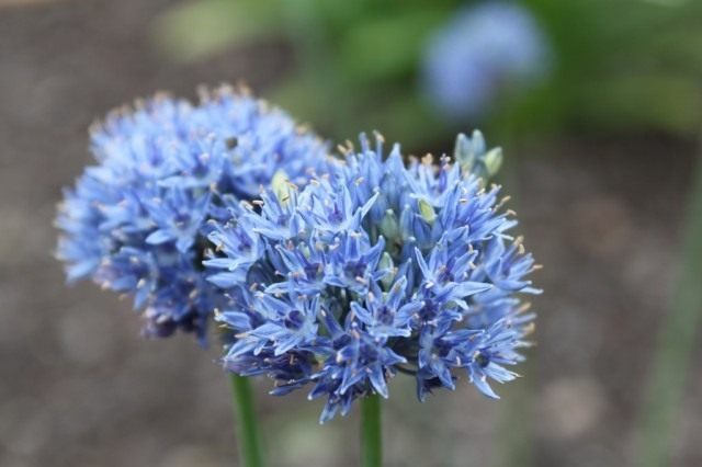 Лук голубой (Allium caeruleum) Лук голубой (Allium caeruleum)