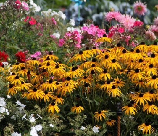 Календарь цветовода на август - Календари Цветник