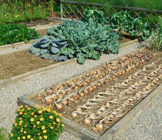 Календарь садово-огородных работ на август - Календари Овощные грядки