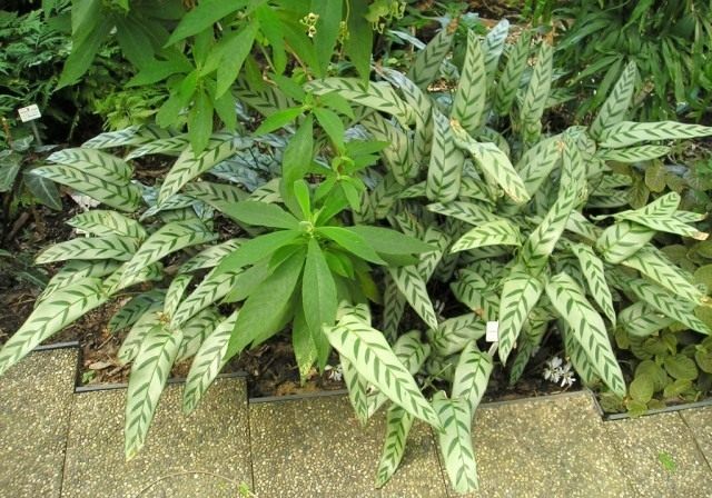 Калатея Бахема (Calathea bachemiana) Калатея Бахема (Calathea bachemiana)