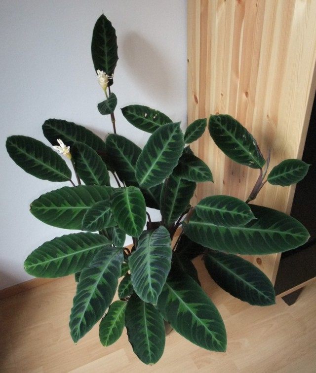Калатея Варшевича (Calathea warscewiczii) Калатея Варшевича (Calathea warscewiczii)
