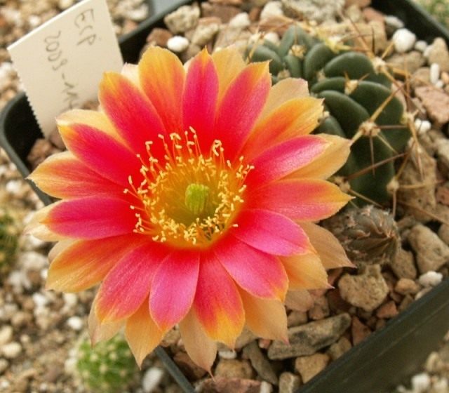 Лобивия пампана, или Эхинопсис пампана (лат. Echinopsis pampana)