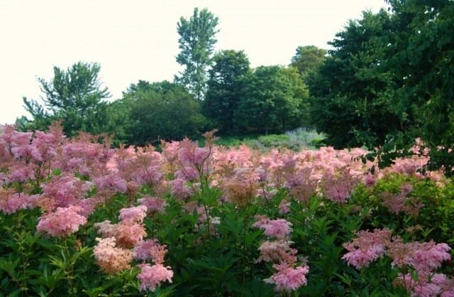 Таволга, или Лабазник красный, сорт 'Venusta' (Filipendula rubra)