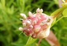 Бульбочки, или воздушные луковицы чеснока