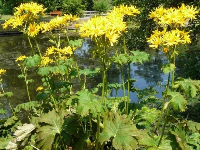 Бузульник зубчатый (Ligularia dentata)