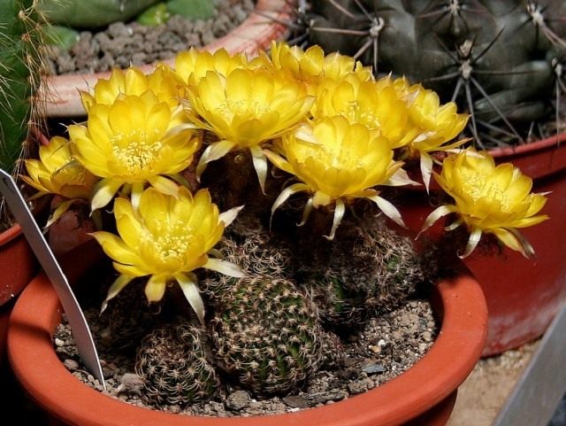 Эхинопсис Тигеля, или Лобивия Тигеля (лат. Echinopsis tiegeliana)
