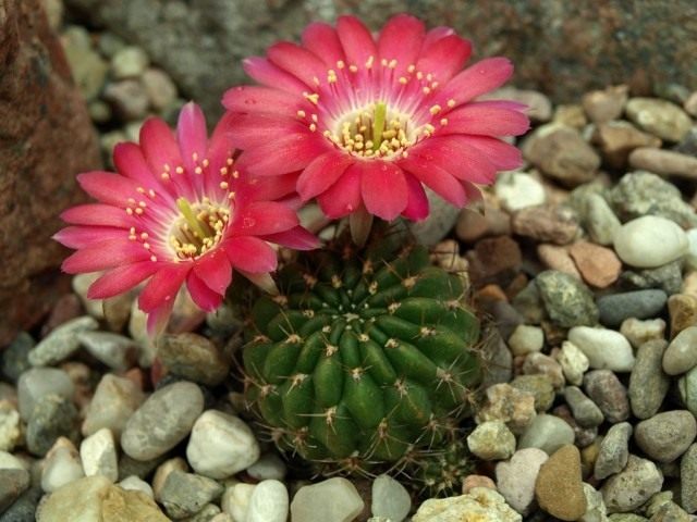 Эхинопсис Бакеберга или Лобивия Бакеберга (лат. Echinopsis backebergii)