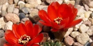 Эхинопсис Шрейтера син. Лобивия Шрейтера. (Echinopsis schreiteri)