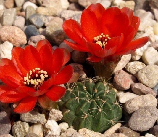 Лобивия — любимый кактус офисов - Комнатные растения Эхинопсис Шрейтера син. Лобивия Шрейтера. (Echinopsis schreiteri)