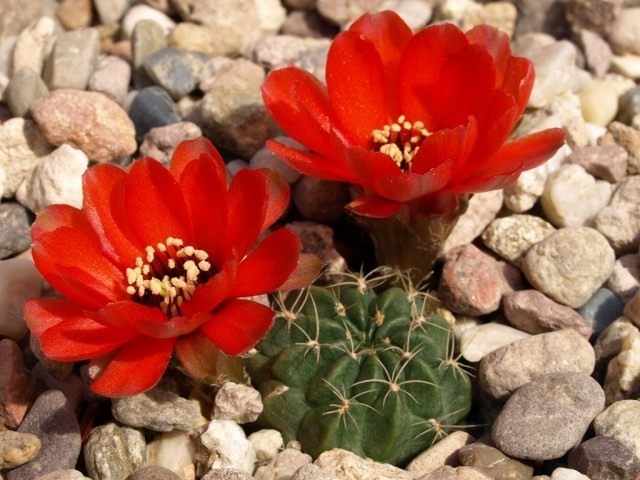 Эхинопсис Шрейтера син. Лобивия Шрейтера. (Echinopsis schreiteri)