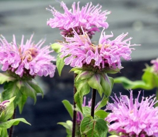 Особенности выращивания монарды - Цветник и ландшафт Монарда