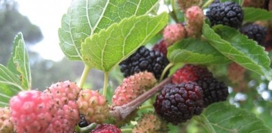 Шелковица чёрная (Morus nigra)