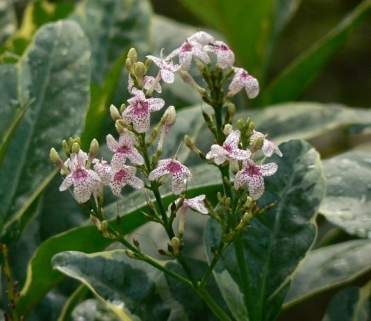 Псевдэрантемум сетчатый, или тёмно-пурпурный