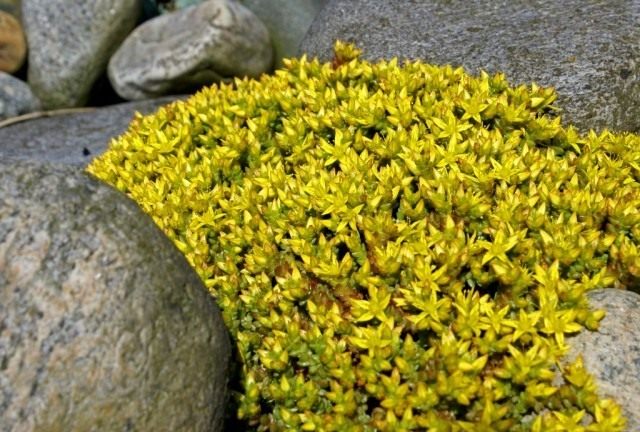 Очиток, Седум едкий (Sedum acre) Очиток, Седум едкий (Sedum acre)