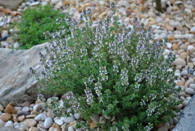 Тимьян обыкновенный (Thymus vulgaris) Тимьян обыкновенный (Thymus vulgaris)