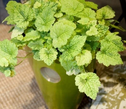 Толмия Мензиса (Tolmiea menziesii)