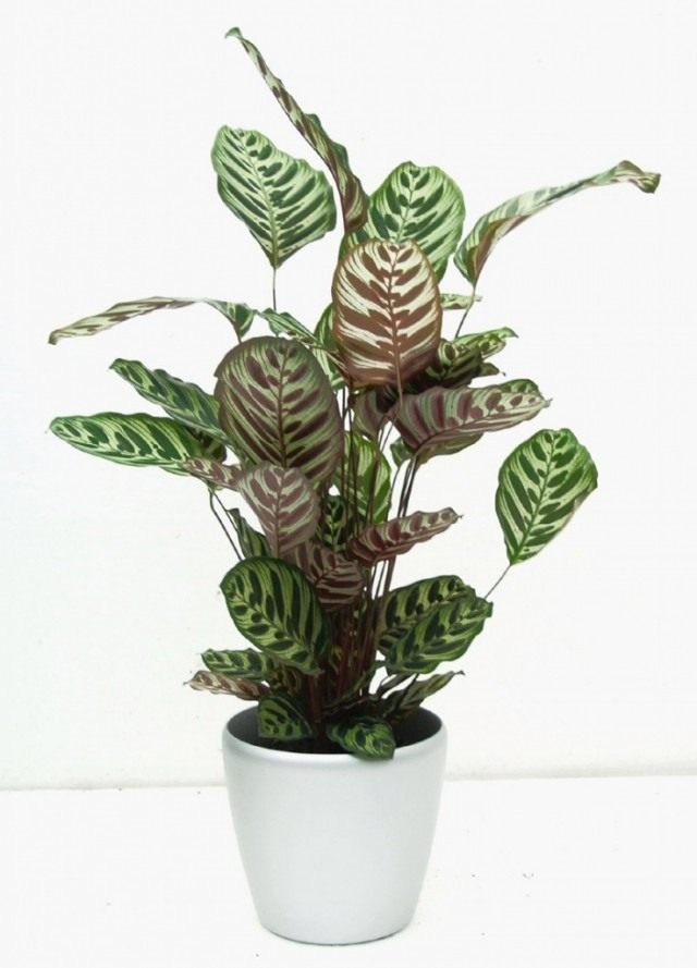 Калатея Макоя (Calathea makoyana) Калатея Макоя (Calathea makoyana)