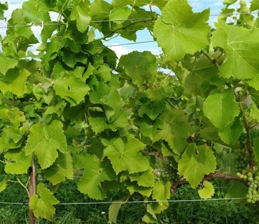 Особенности ухода за виноградником