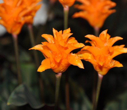 Калатея — молитвенный цветок - Комнатные растения Калатея шафранная (Calathea crocata)