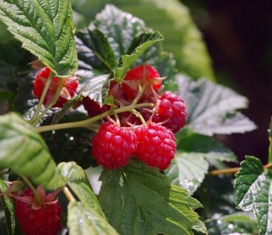 Как увеличить урожай малины? - Ягодник Малина