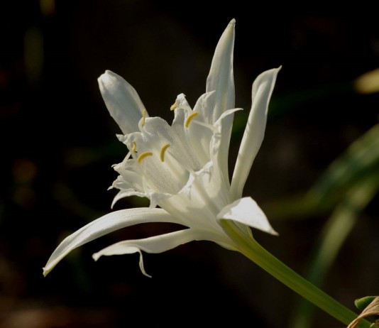 Панкраций, или Лилия-звезда - Красивоцветущие