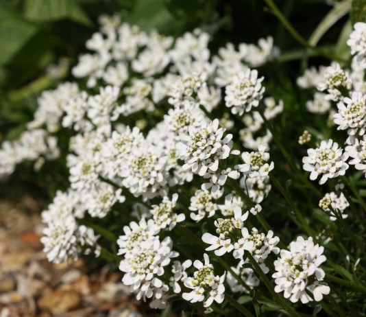 Простые секреты ухода за иберисом - Цветы многолетние Иберис