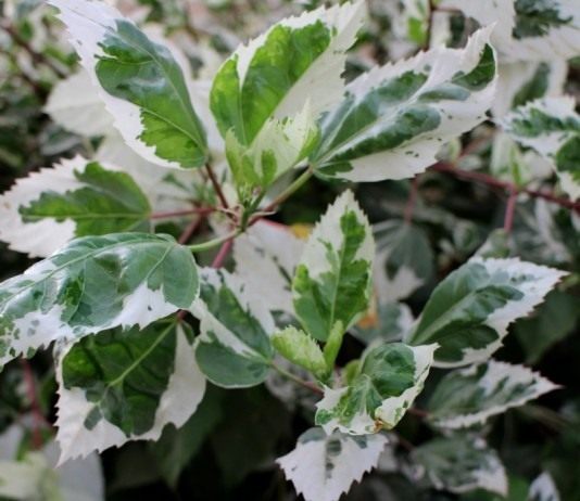 Гибискус пестролистный, вариегата