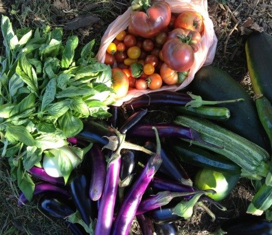 Осенний урожай овощей