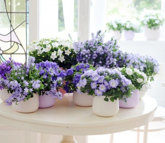 Комнатные колокольчики. Все о кампануле в комнатной культуре - Комнатные растения Комнатные колокольчики