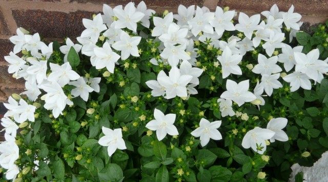 Колокольчик равнолистный (Campanula isophylla) Колокольчик равнолистный (Campanula isophylla)
