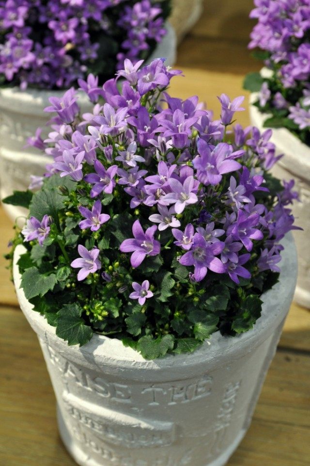 Колокольчик равнолистный (Campanula isophylla) Колокольчик равнолистный (Campanula isophylla)