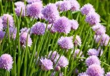 Лук скорода, или шнитт-лук (Allium schoenoprasum)