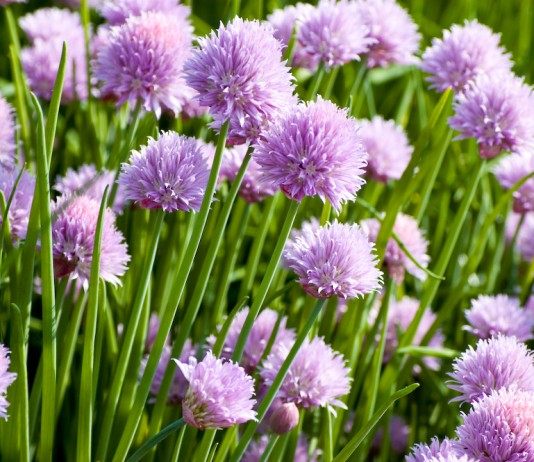 Конкуренты шнитт-лука - Цветник и ландшафт Лук скорода, или шнитт-лук (Allium schoenoprasum)