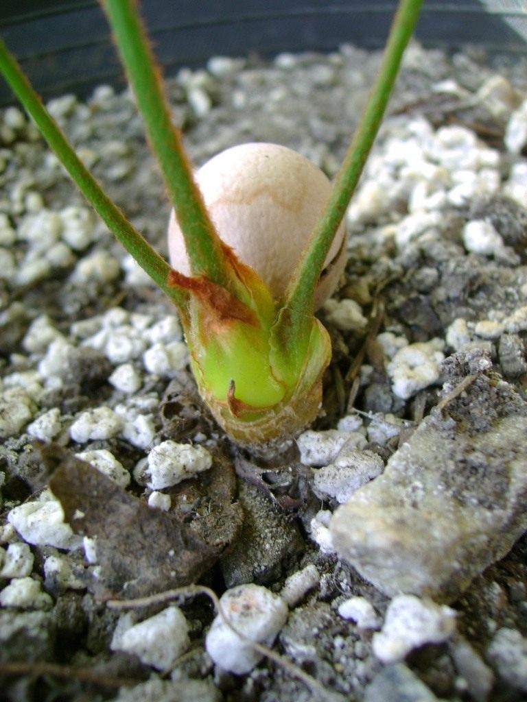 Cycas-_1