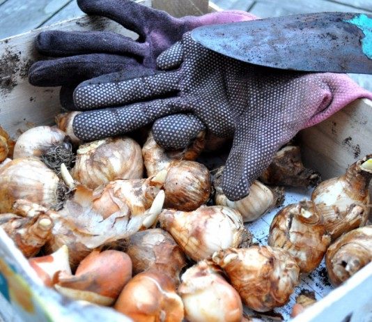 Календарь цветовода на сентябрь - Календари Высаживаем тюльпаны