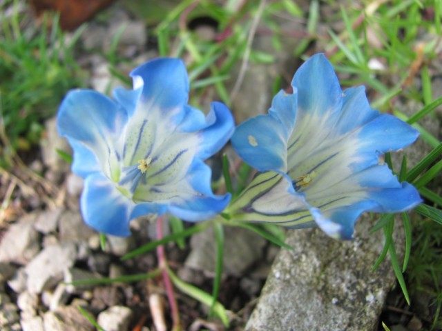 Горечавка Фаррера (Gentiana farreri)