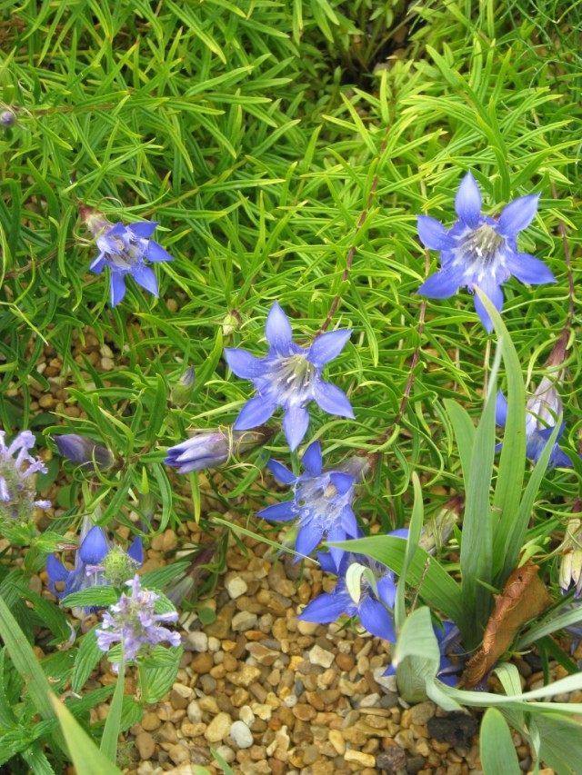 Горечавка особенная, или удивительная (Gentiana paradoxa)