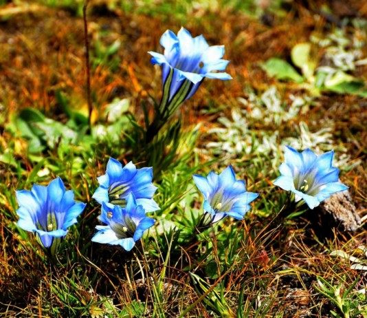 Ослепительная синева осенних горечавок - Цветы многолетние Горечавка китайская украшенная