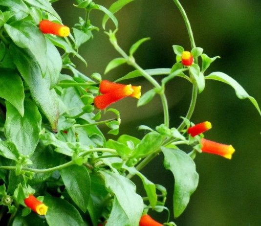 Манеттия — украшение интерьера - Красивоцветущие Манеттия