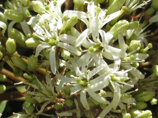 Цветки Муррайи Кёнига Цветки Муррайи Кёнига