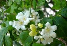 Цветы муррайи метельчатой
