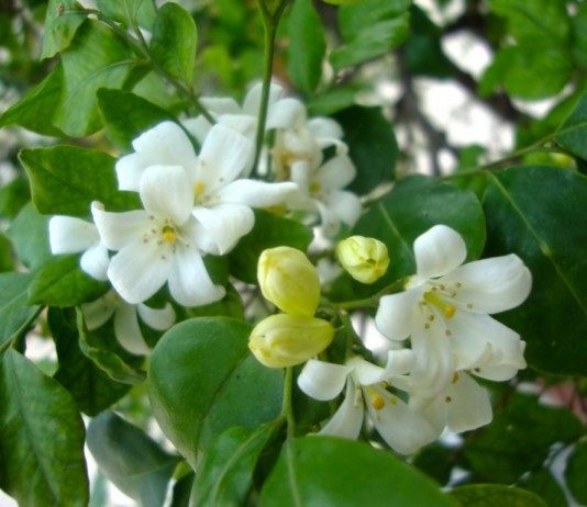 Муррайя — дерево японских императоров - Комнатные растения Цветы муррайи метельчатой