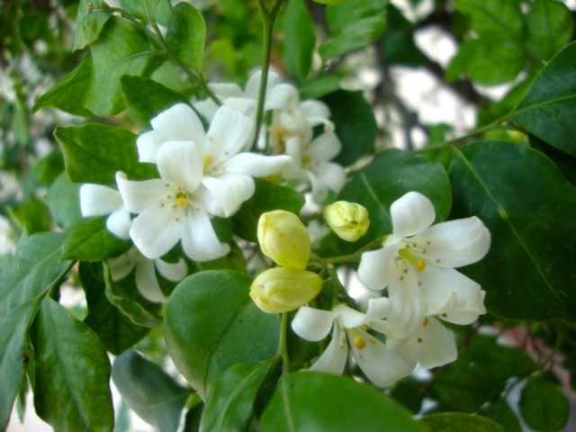 Муррайя метельчатая, или Муррайя иноземная (Murraya paniculata) Цветы муррайи метельчатой