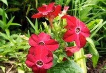 Табак крылатый, или душистый, декоративны (Nicotiana alata)