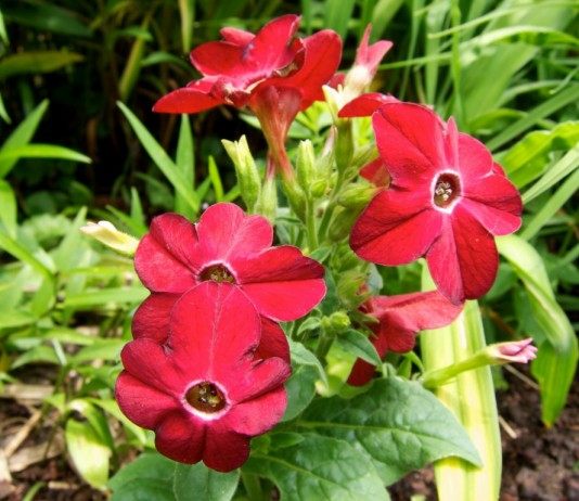 Табак крылатый, или душистый, декоративны (Nicotiana alata)